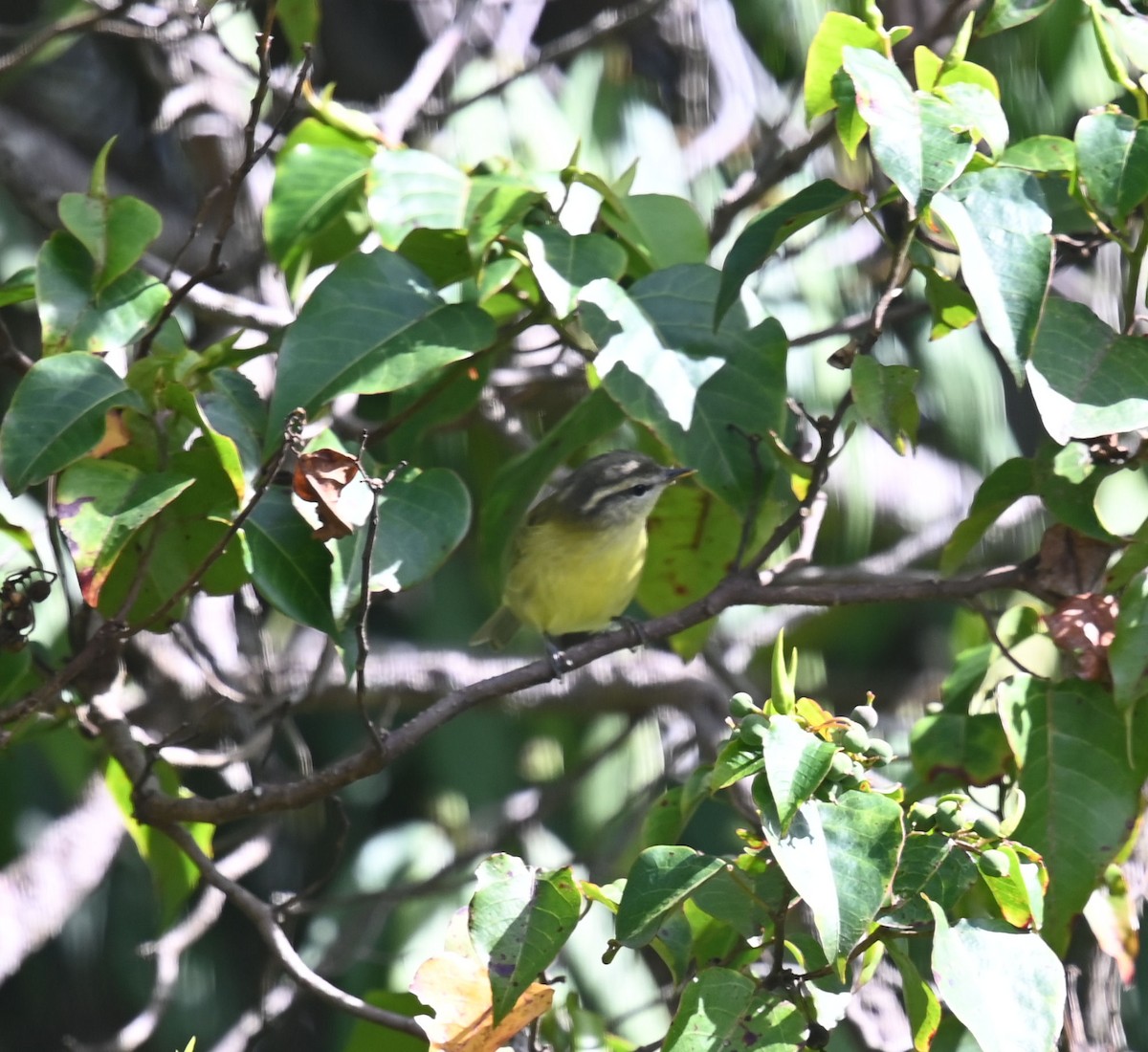 Island Leaf Warbler (New Guinea) - Carol Thompson