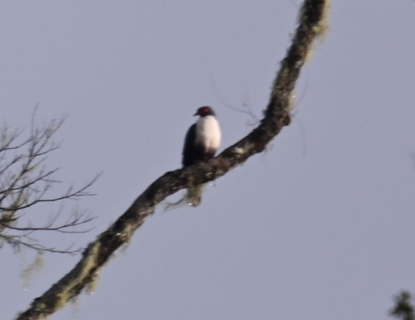Papuan Mountain-Pigeon - ML609072860