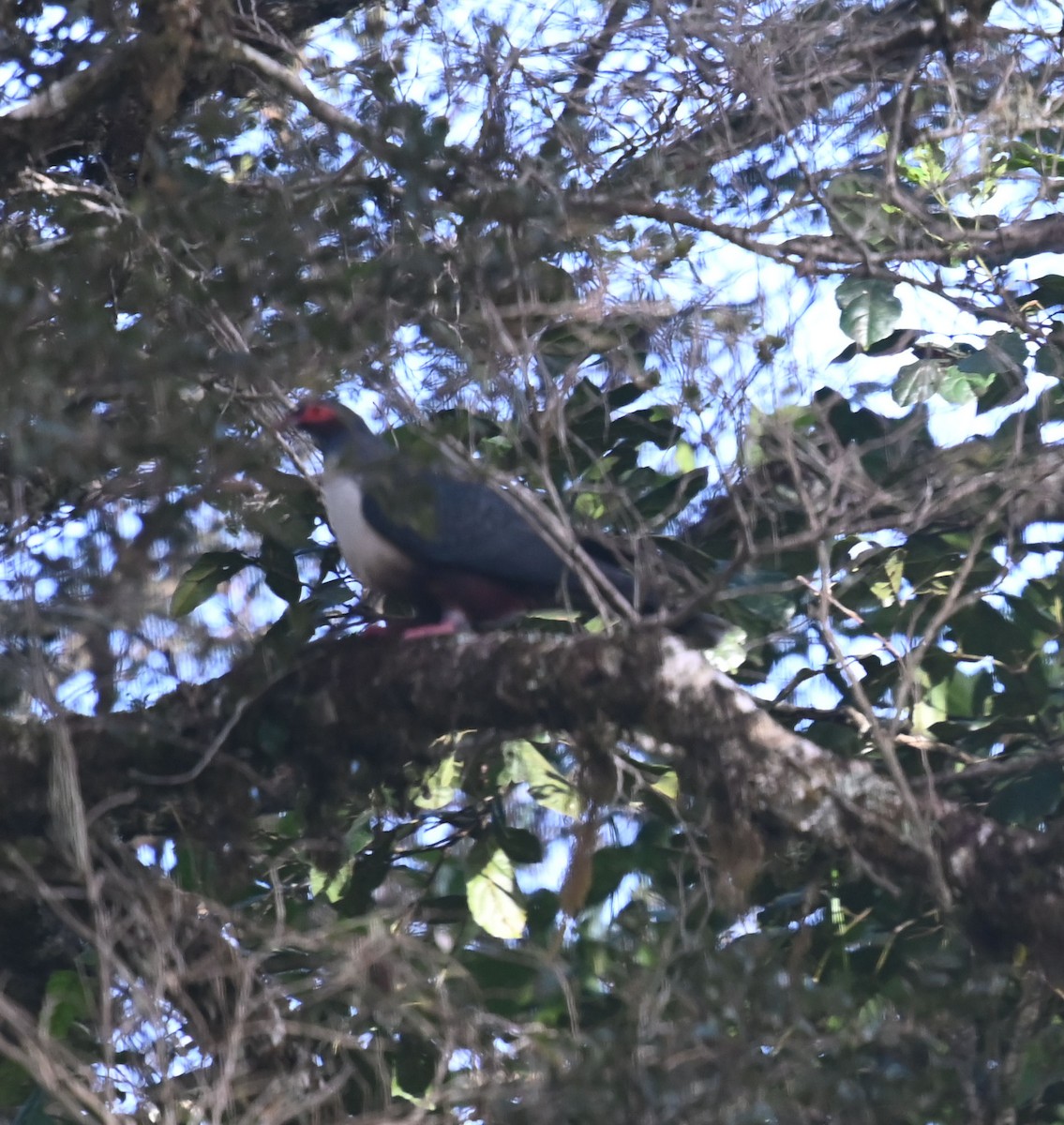 Papuan Mountain-Pigeon - ML609072950