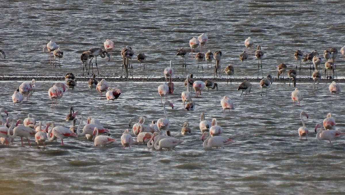 Greater Flamingo - Simon Hitchen