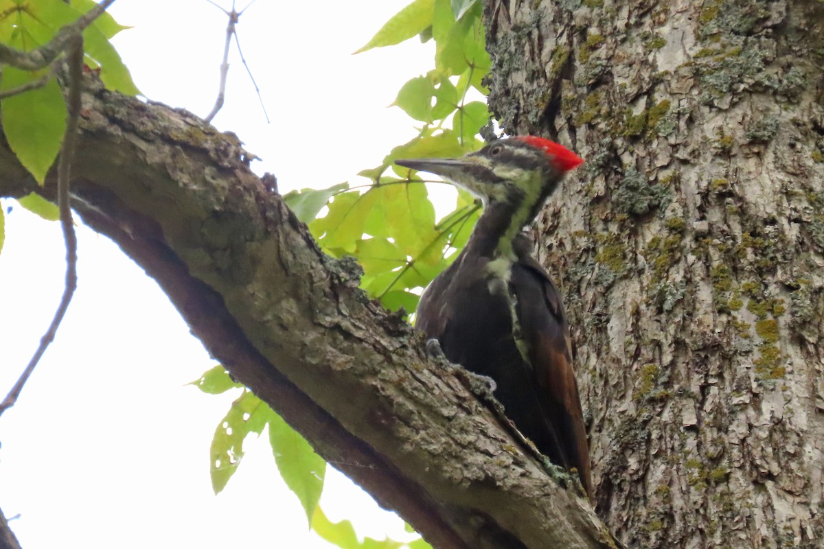 Pileated Woodpecker - ML609073144