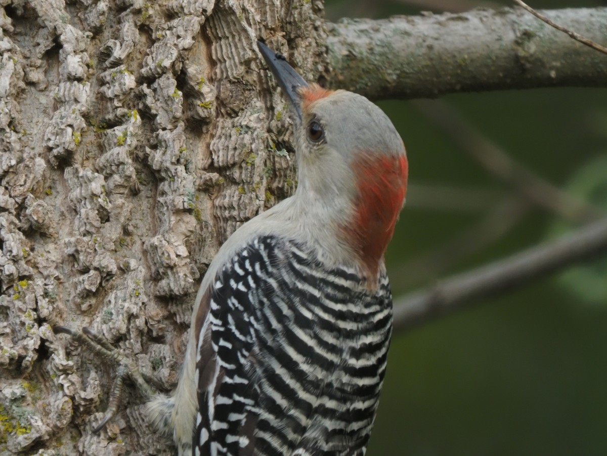 EBird Checklist 20 Sep 2023 Kettle Pond Conservation Park 32 Species