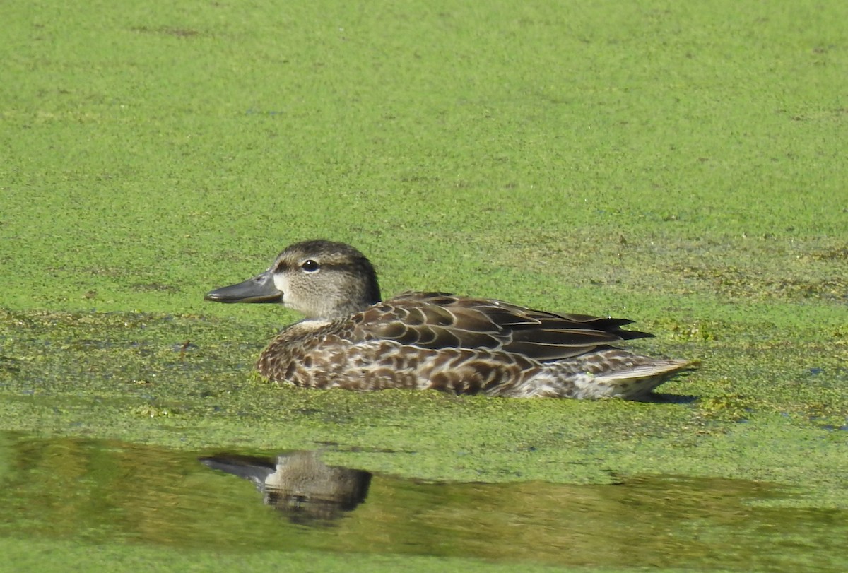 Blue-winged Teal - ML609073611