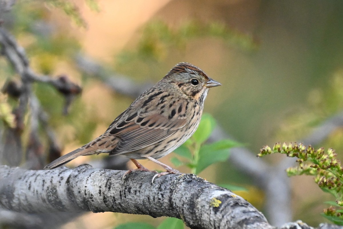Lincoln's Sparrow - Henry Trombley