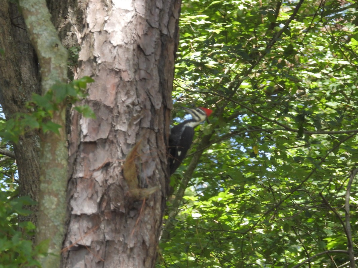 Pileated Woodpecker - ML609073984