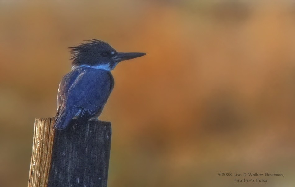 Belted Kingfisher - ML609073990