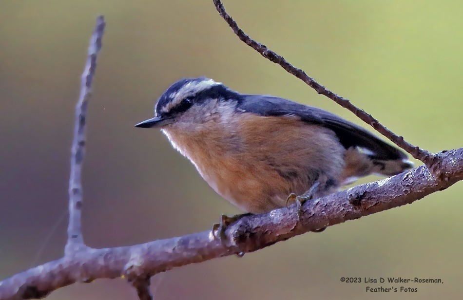 Red-breasted Nuthatch - ML609074023