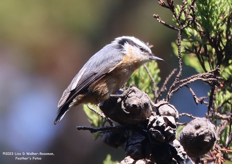 Red-breasted Nuthatch - ML609074024