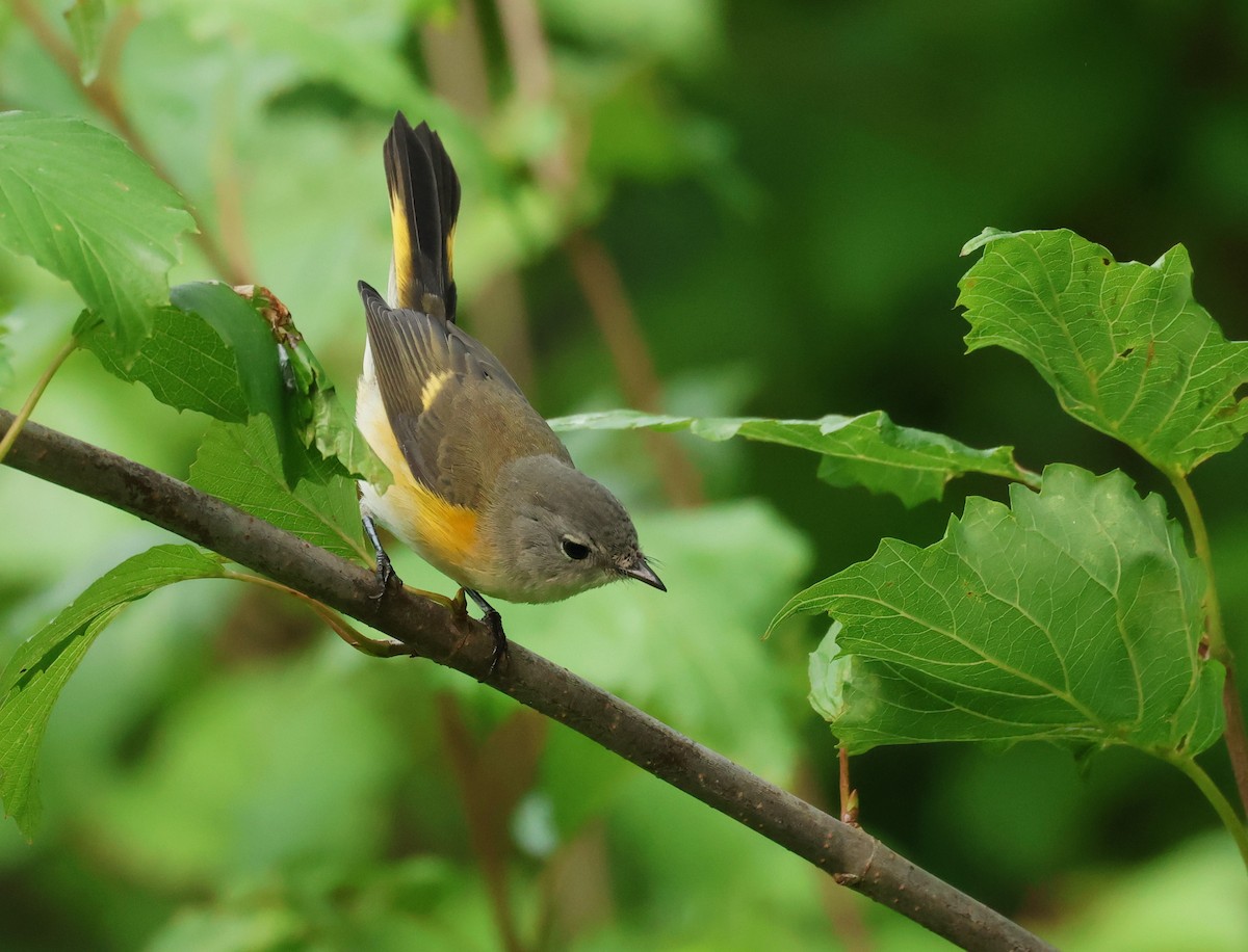 American Redstart - ML609074067
