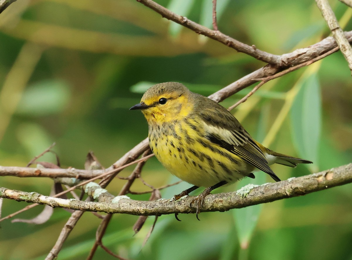 Cape May Warbler - ML609074078