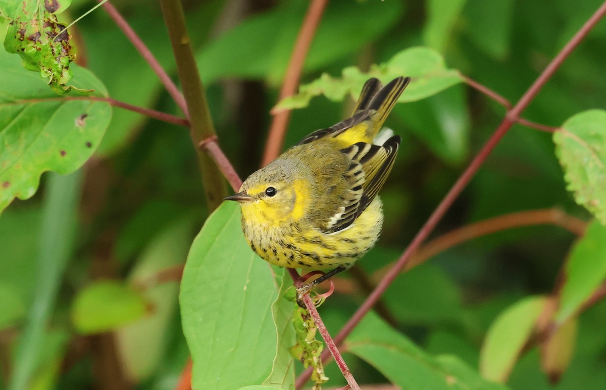 Cape May Warbler - ML609074079