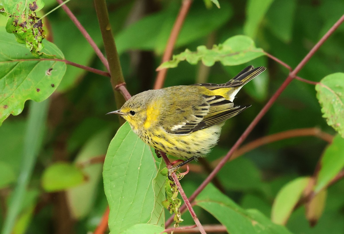 Cape May Warbler - ML609074080