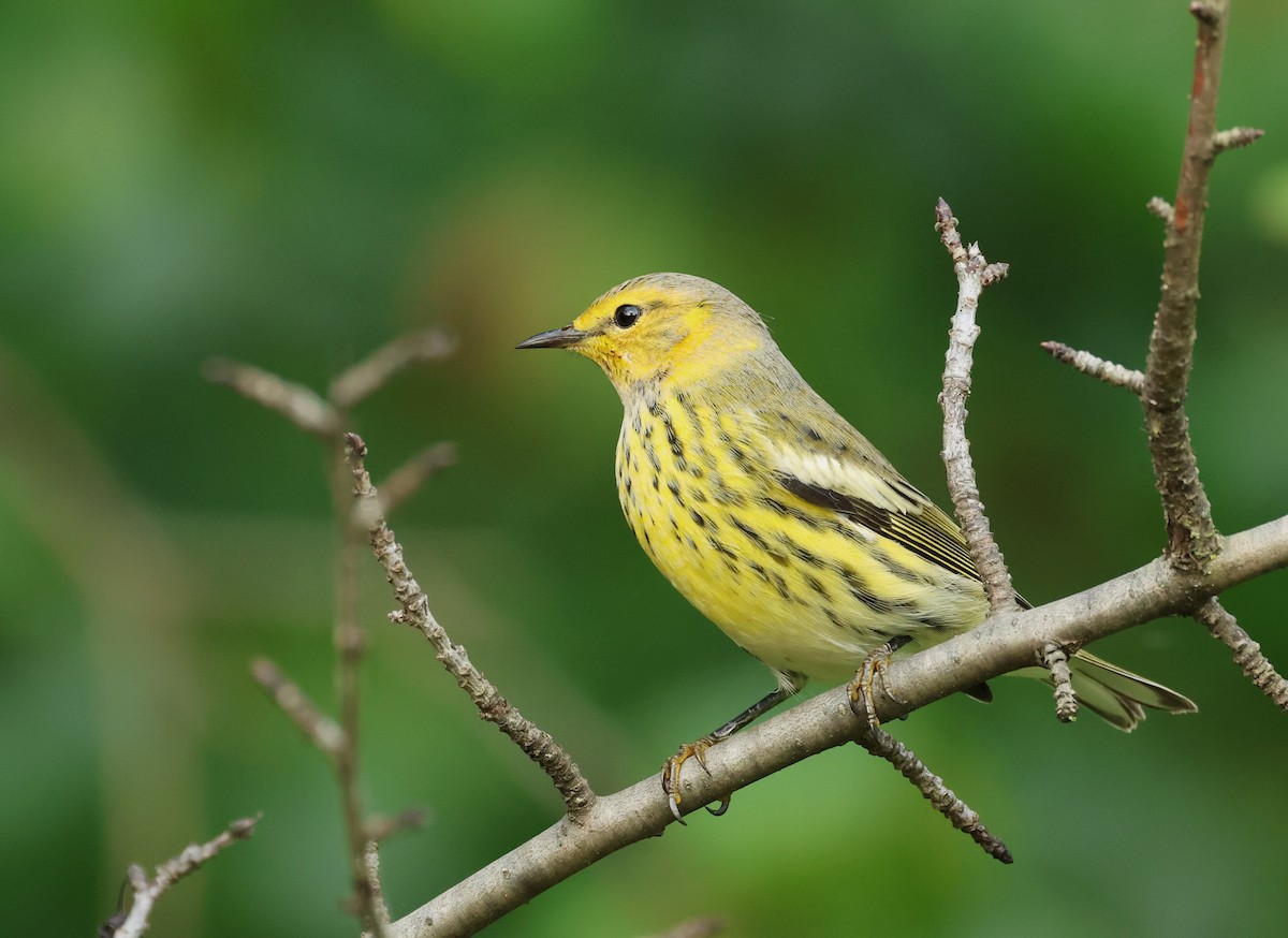 Cape May Warbler - ML609074081
