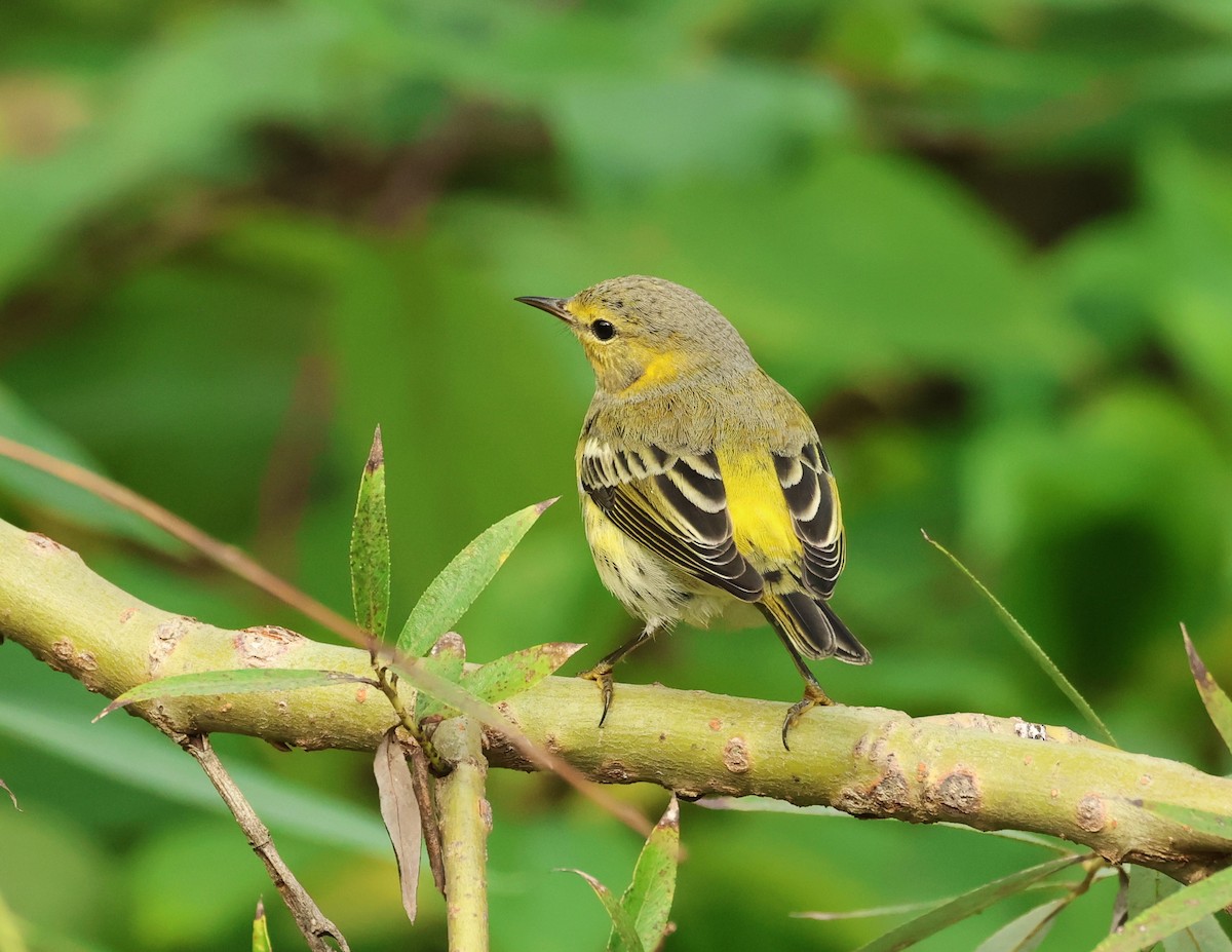 Cape May Warbler - ML609074082