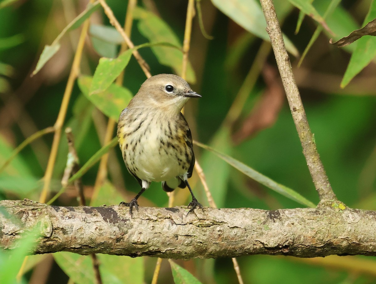 Yellow-rumped Warbler - ML609074112