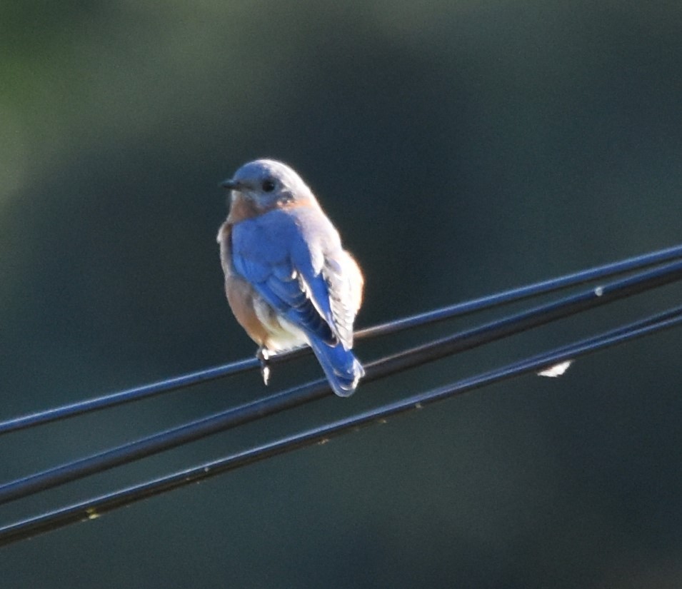 Eastern Bluebird - ML609074146
