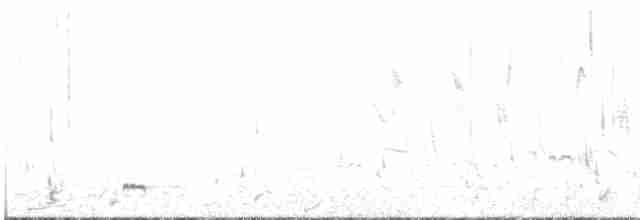 Шилохвіст жовтодзьобий (підвид spinicauda/niceforoi) - ML609074169