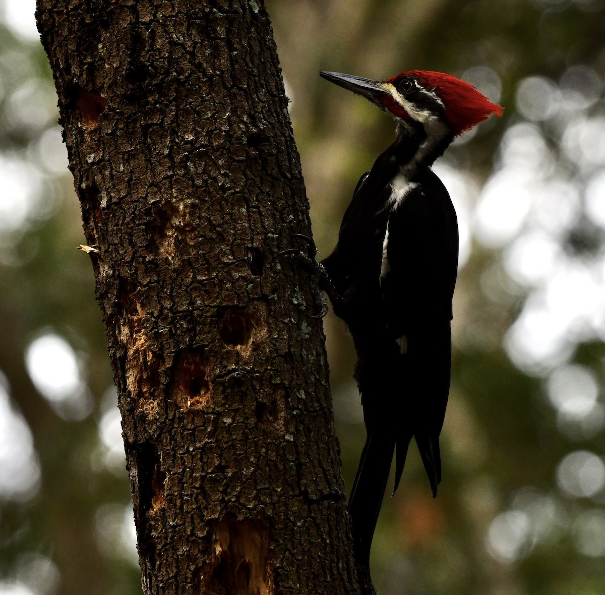 Pileated Woodpecker - ML609074346