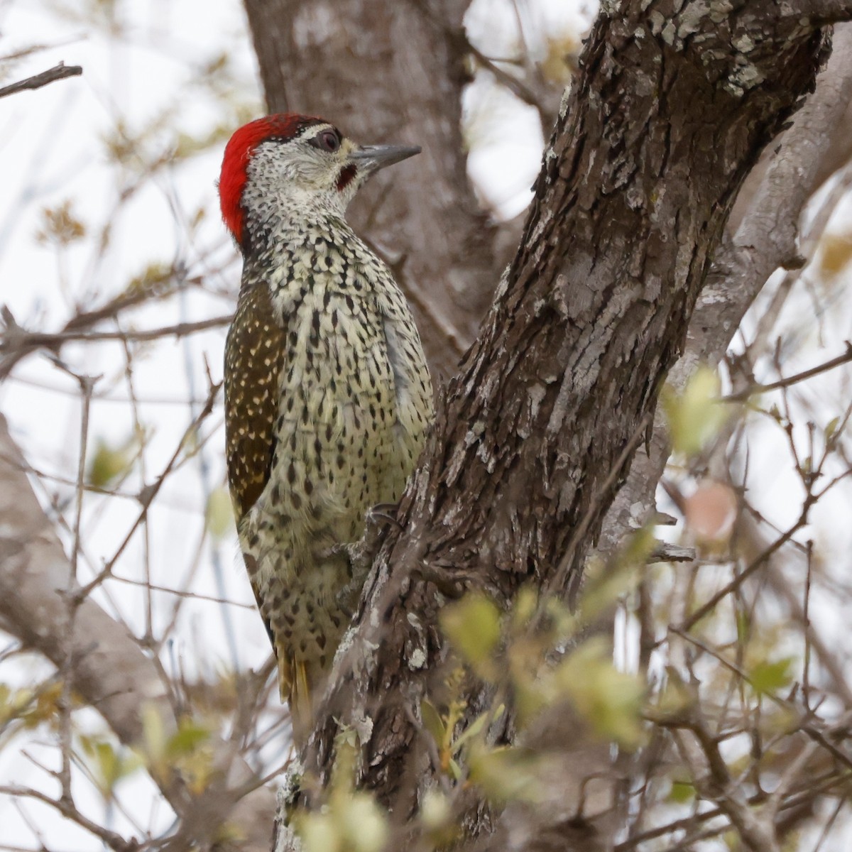 Golden-tailed Woodpecker (Golden-tailed) - ML609074635
