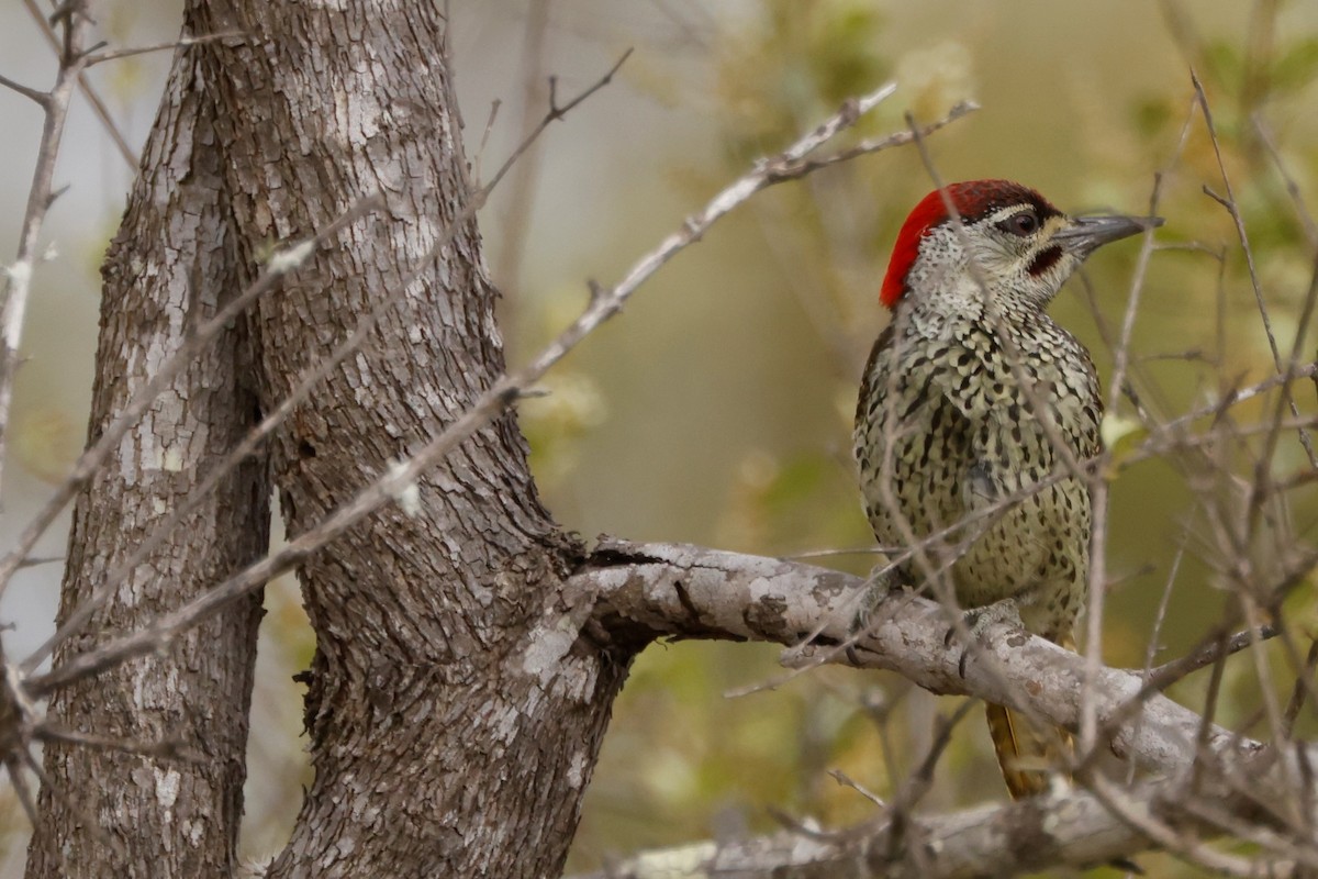 Golden-tailed Woodpecker (Golden-tailed) - ML609074637