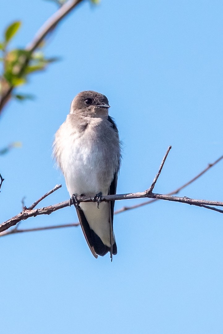 Northern Rough-winged Swallow - ML609074729