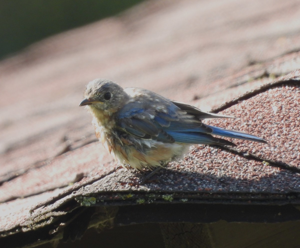 Eastern Bluebird - ML609074786
