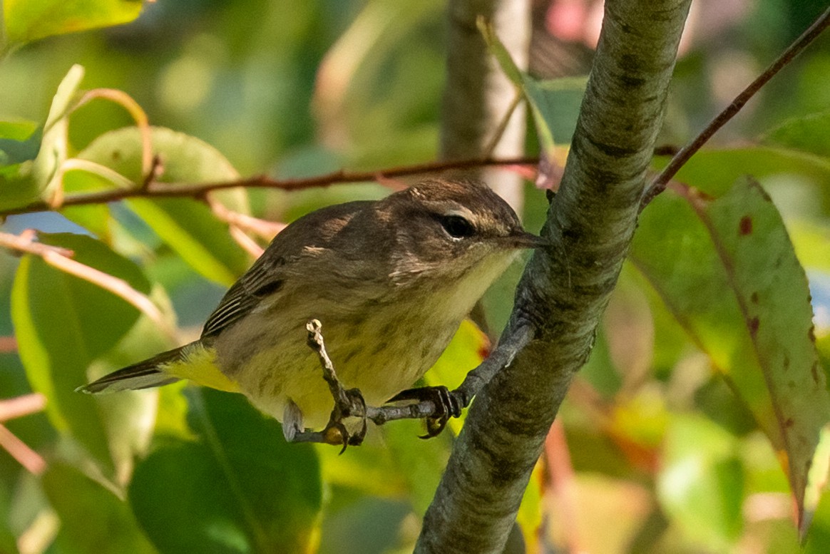 Palm Warbler - ML609075034