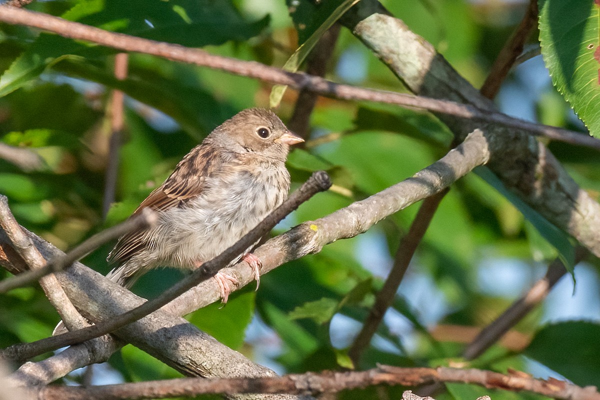 Field Sparrow - ML609075063