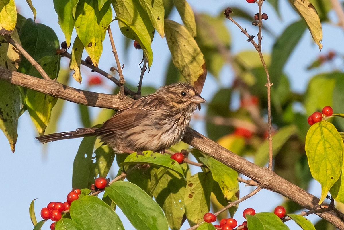 Song Sparrow - ML609075080