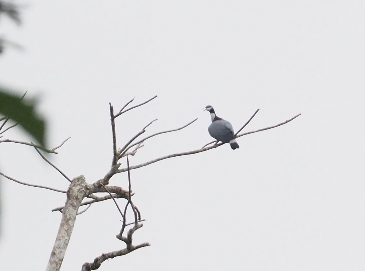 Collared Imperial-Pigeon - ML609075269