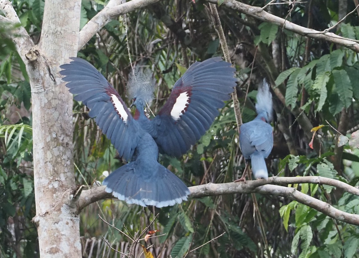 Sclater's Crowned-Pigeon - ML609075331