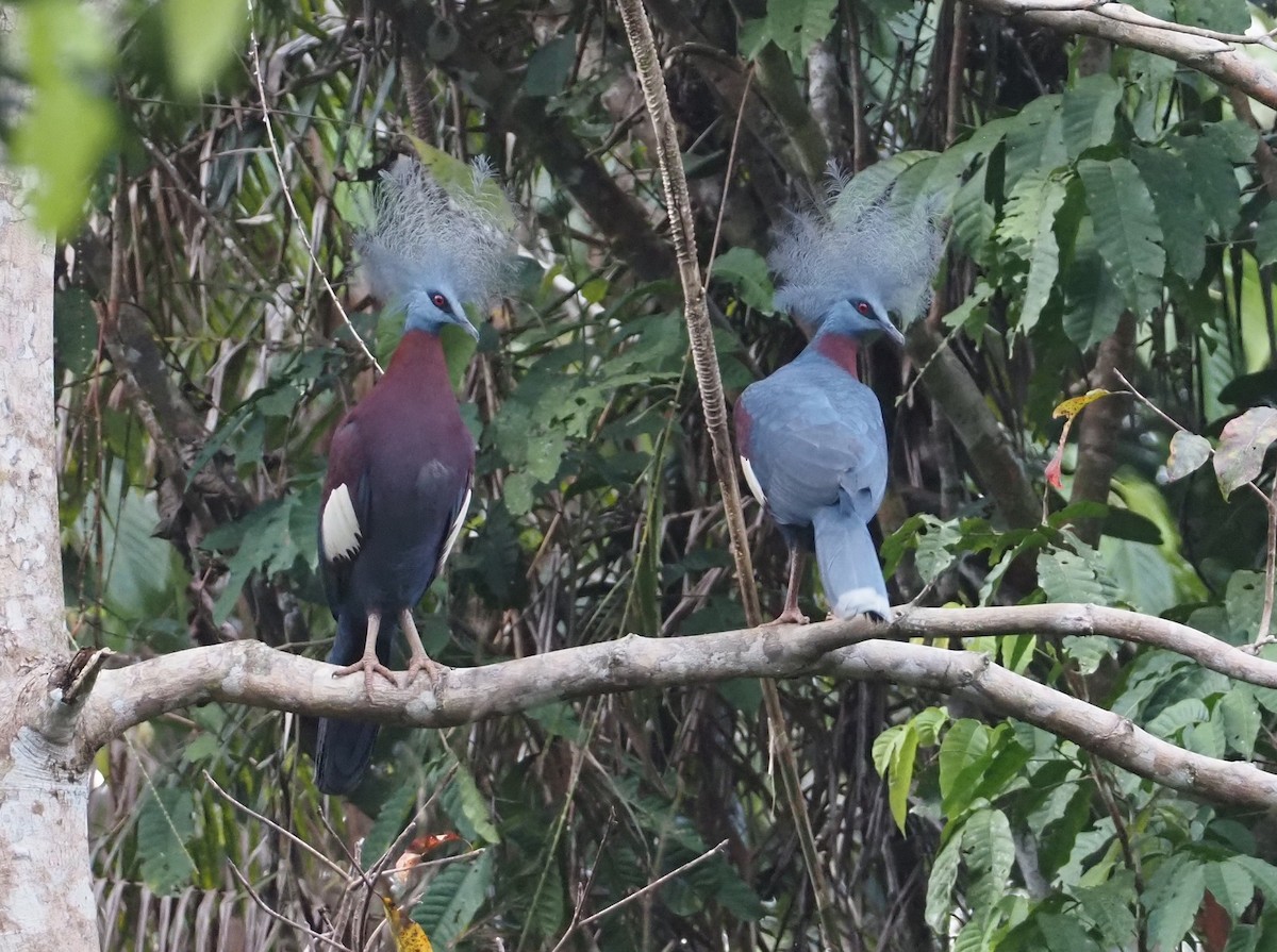 Sclater's Crowned-Pigeon - ML609075403