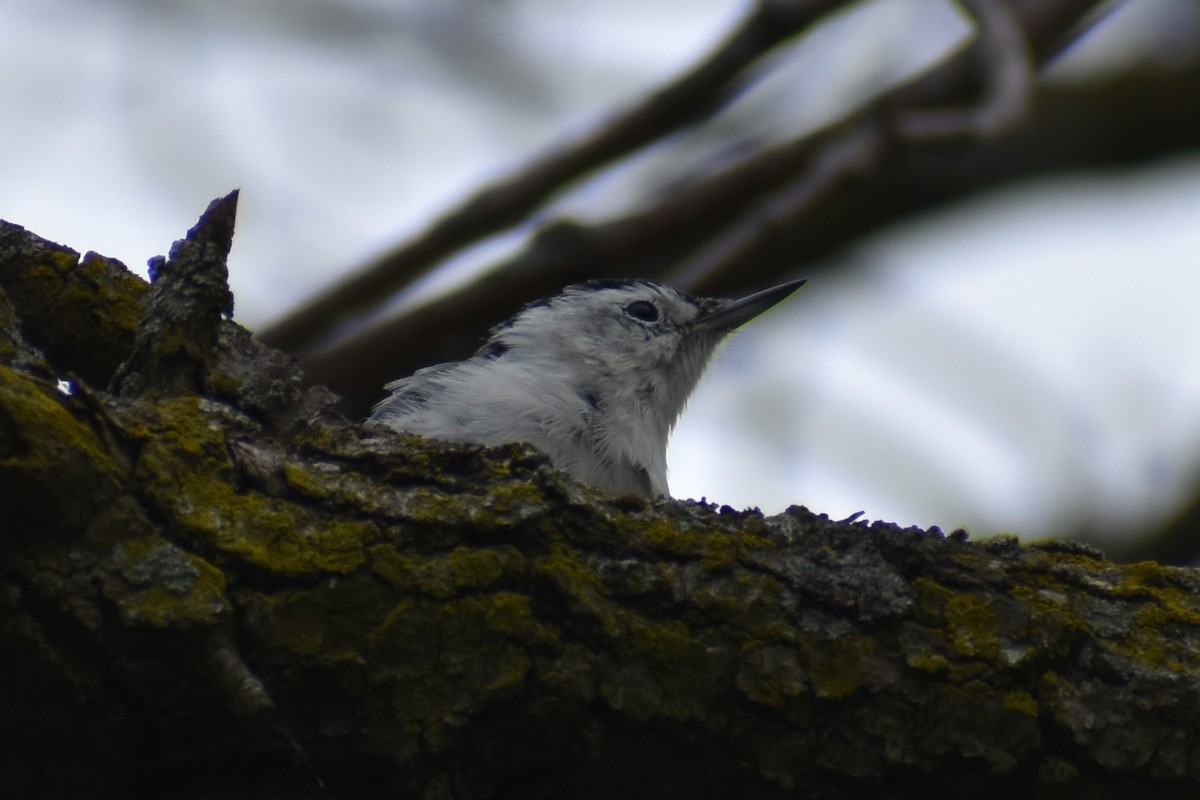 White-breasted Nuthatch - ML609075424