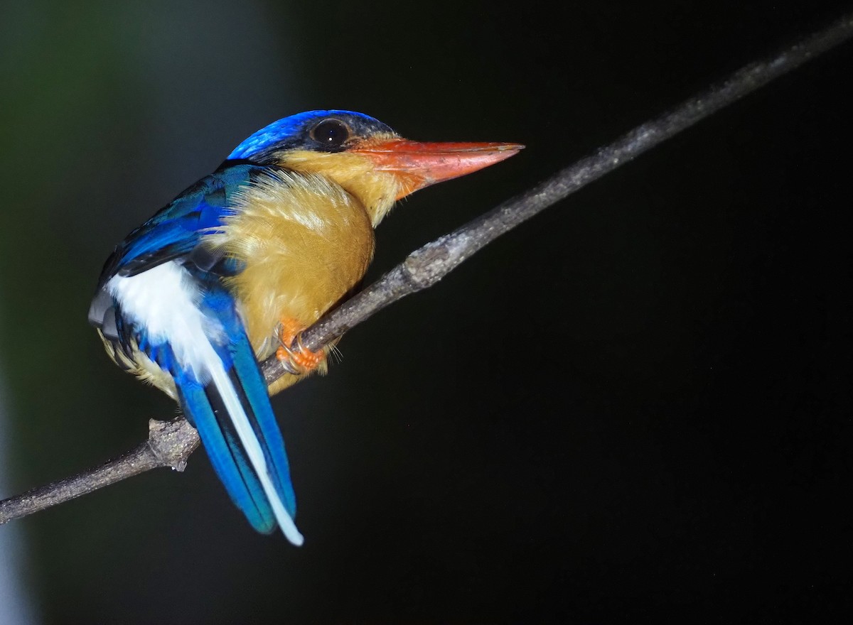 Buff-breasted Paradise-Kingfisher - ML609075447