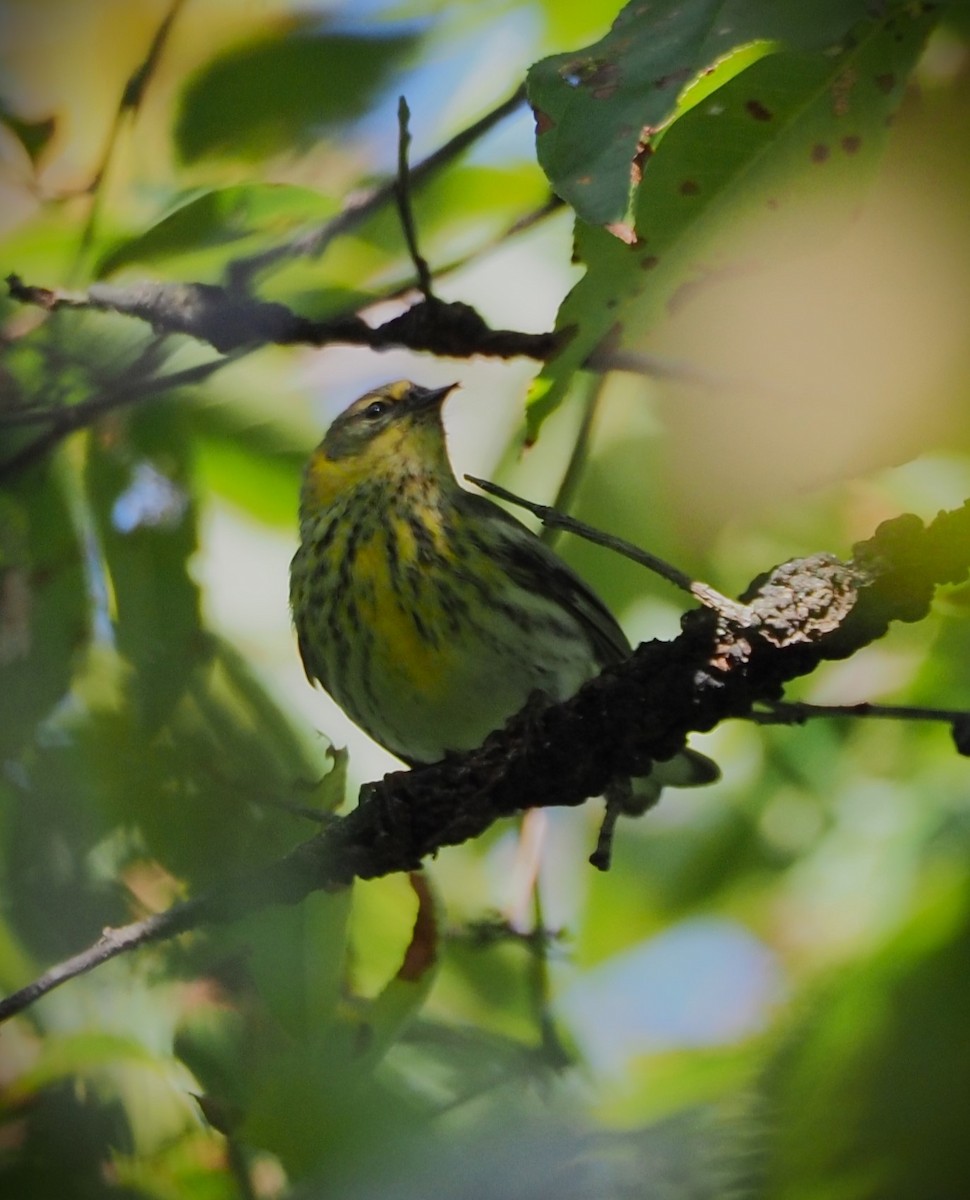 Cape May Warbler - ML609075484