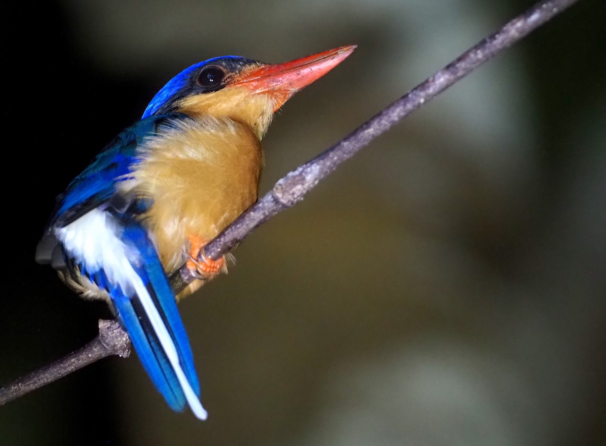 Buff-breasted Paradise-Kingfisher - ML609075501