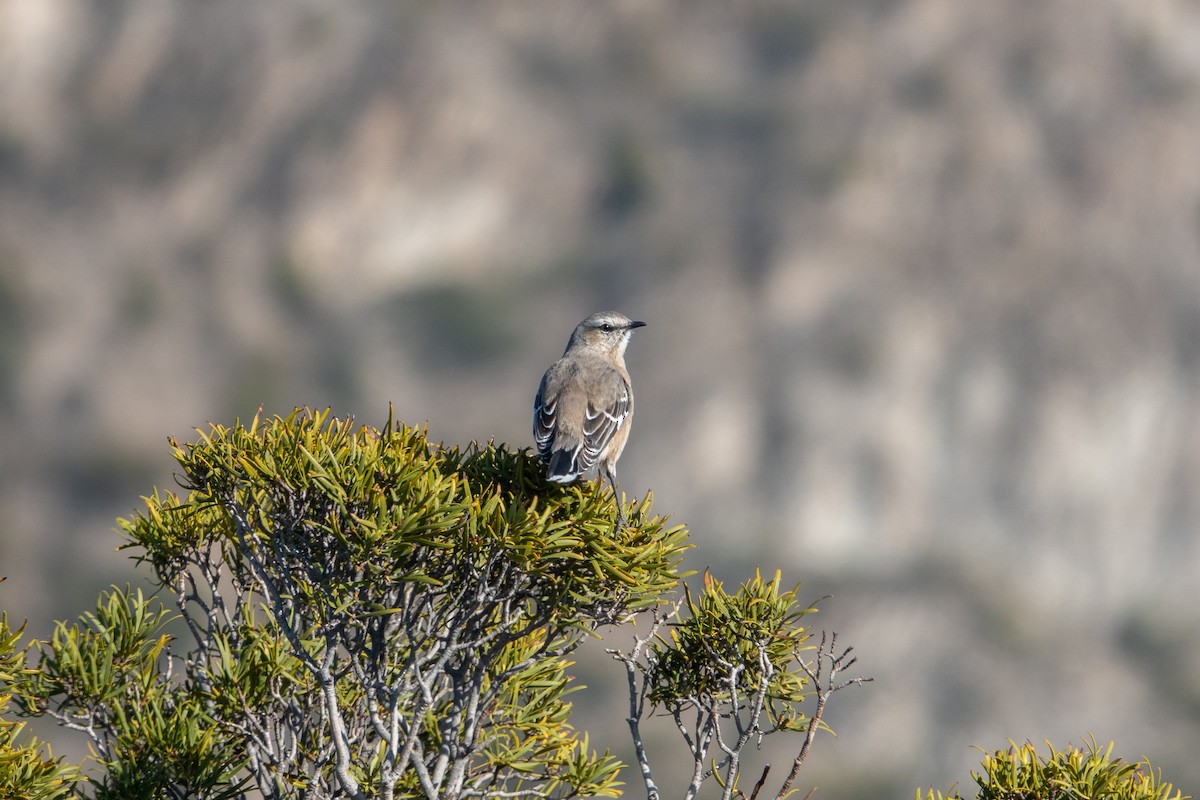 Patagonian Mockingbird - ML609075517