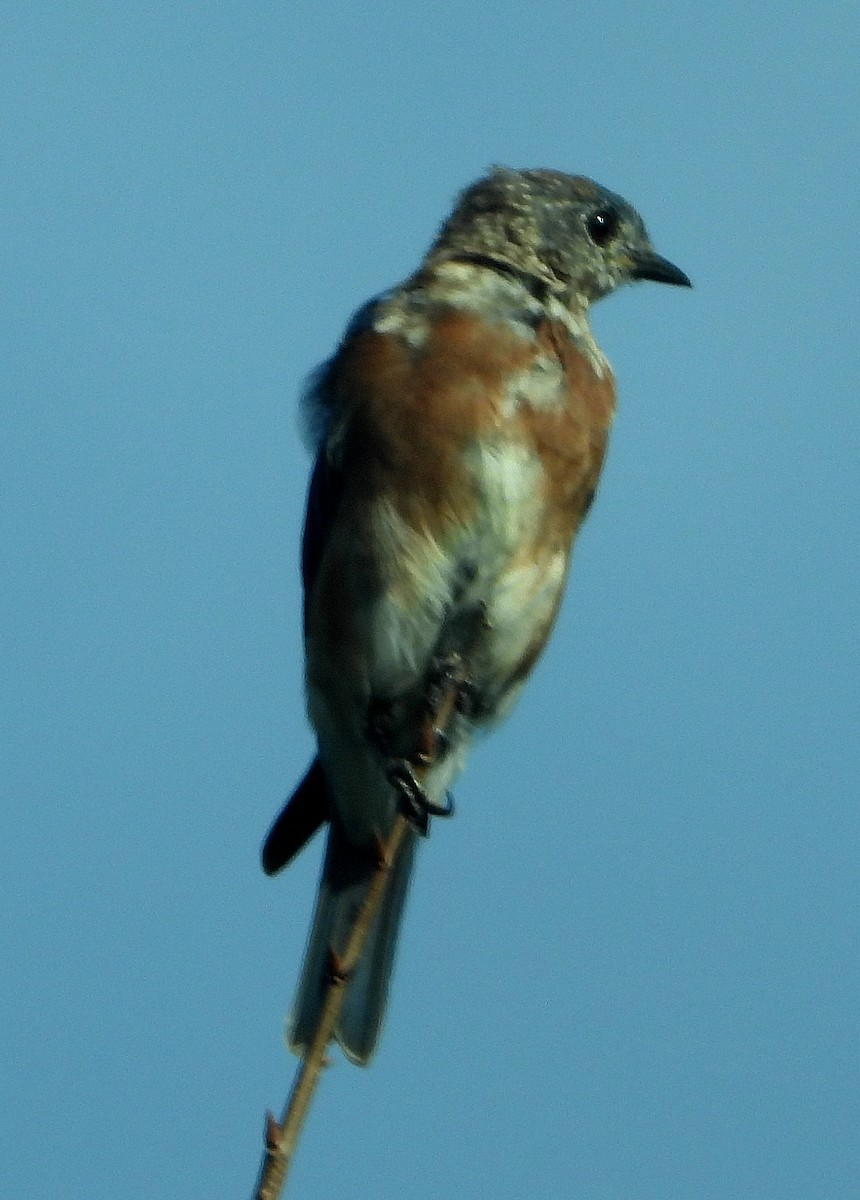 Eastern Bluebird - ML609075734