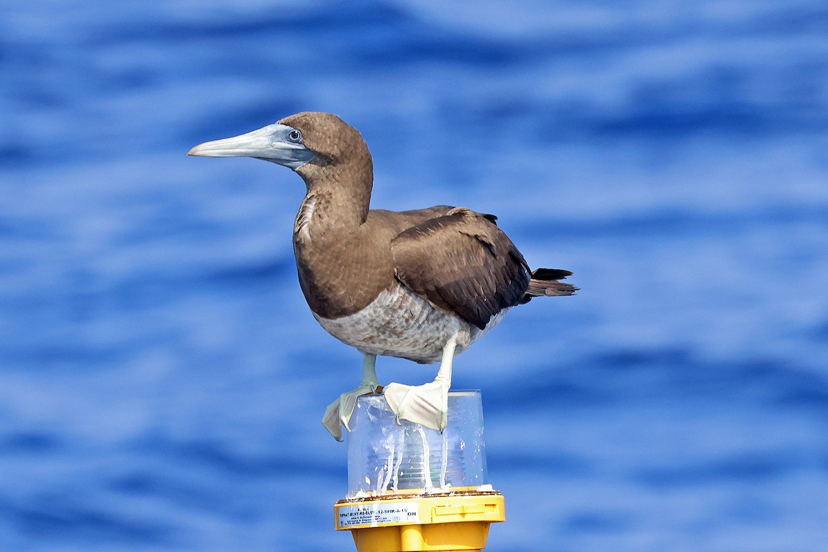 Brown Booby - ML609075853