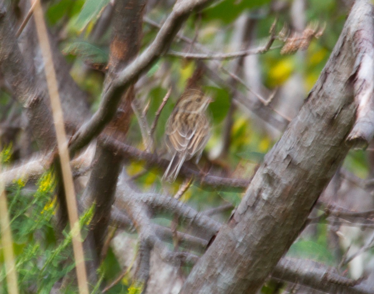 Clay-colored Sparrow - ML609076300