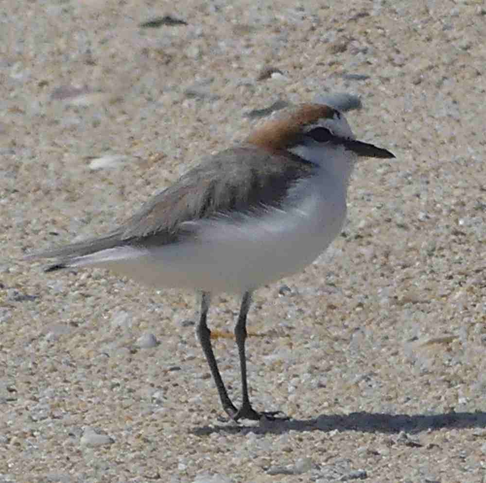 Red-capped Plover - ML609076310