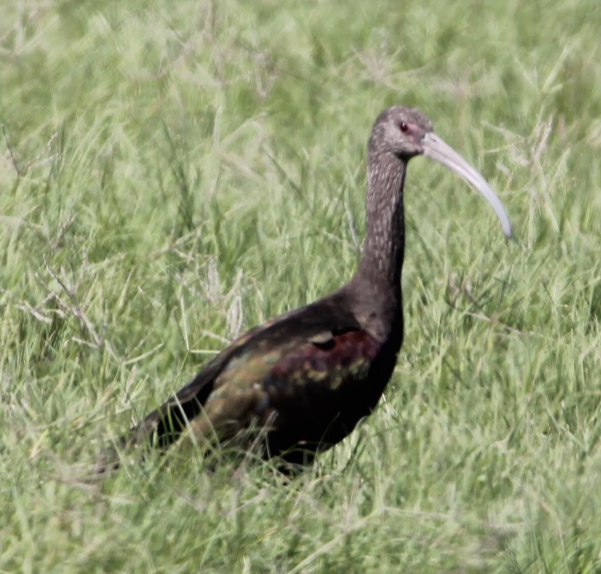 ibis americký - ML609076596