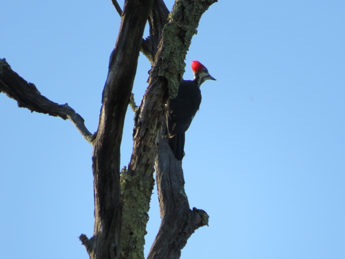 Pileated Woodpecker - ML609076668