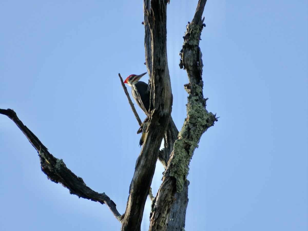 Pileated Woodpecker - ML609076713