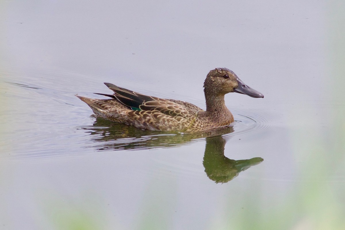 Green-winged Teal - ML609076838