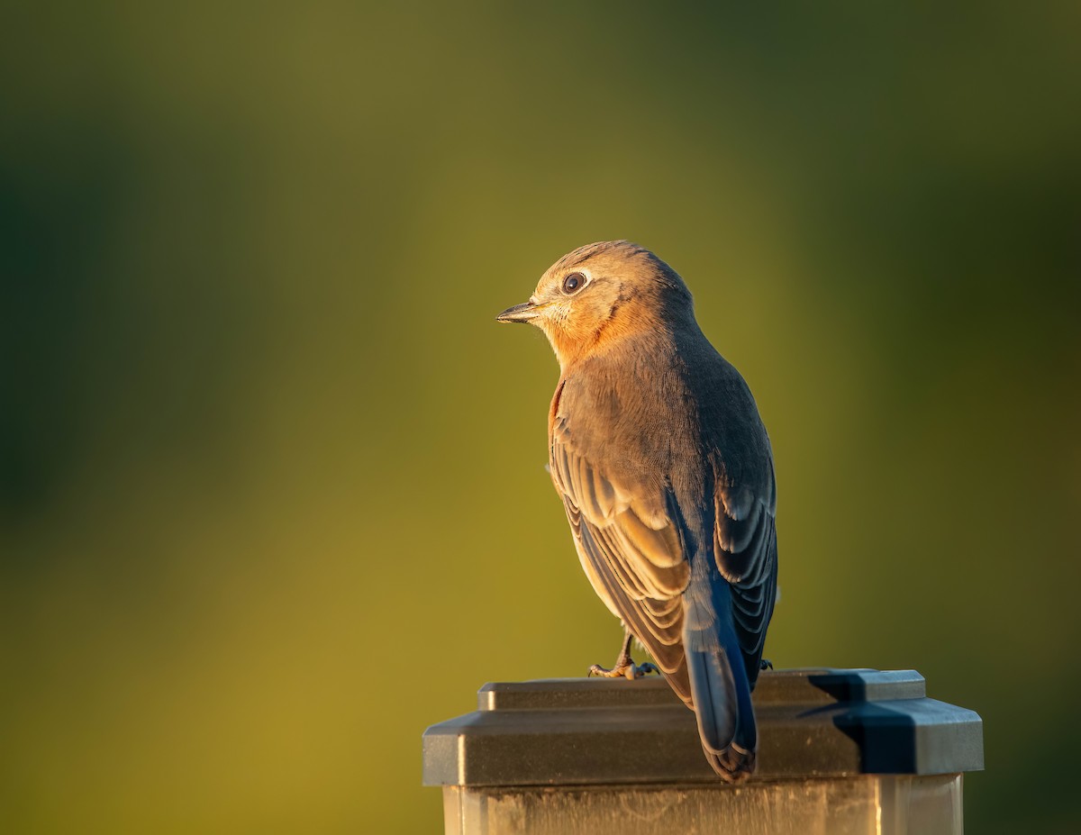 Eastern Bluebird - ML609076887