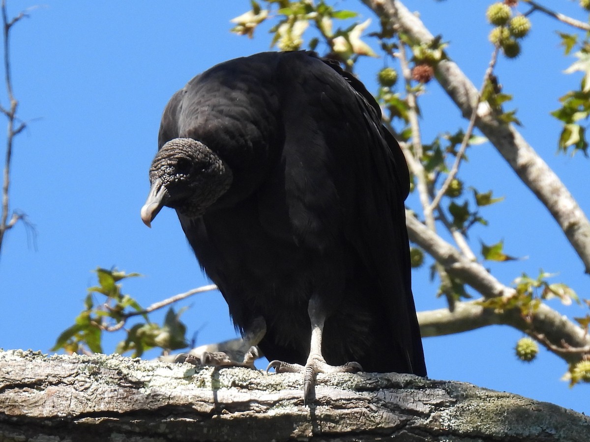Black Vulture - Gil Aburto-Avila