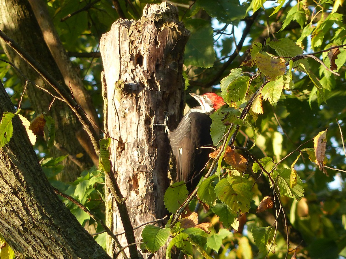 Pileated Woodpecker - ML609077229