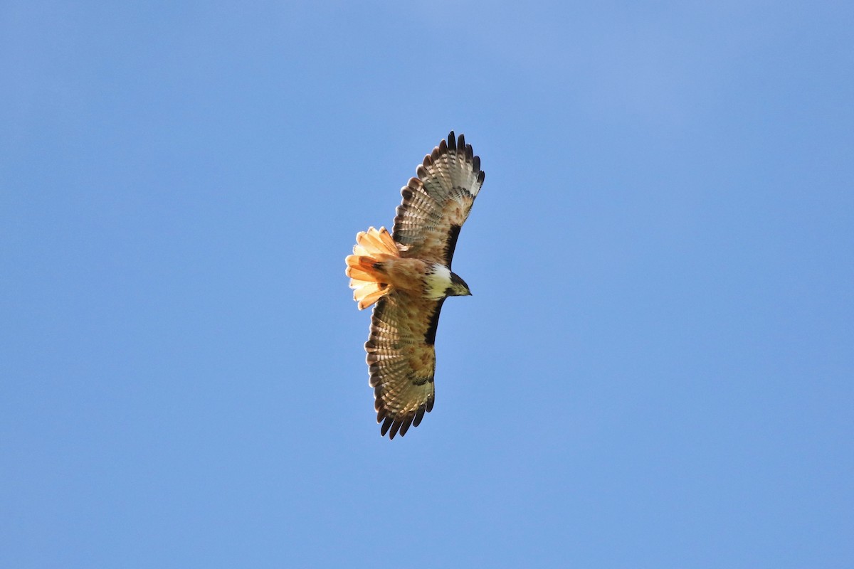 Red-tailed Hawk - John and Milena Beer