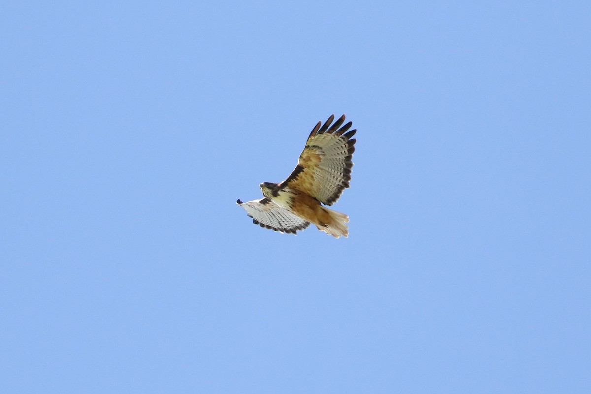 Red-tailed Hawk - ML609077965
